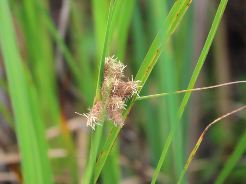 Bolboschoenus robustus (Alkali bulrush) — photo