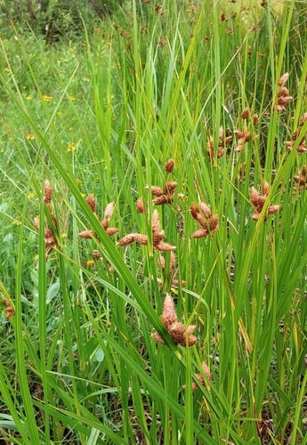 Bolboschoenus robustus