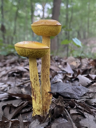 Boletellus betula — photo