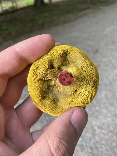 Boletellus betula — photo