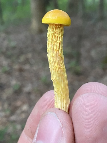 Boletellus betula