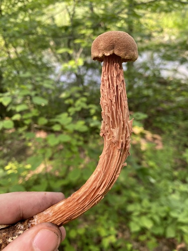 Boletellus russellii (Jagged-stalked boletus) — photo