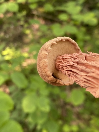 Boletellus russellii (Jagged-stalked boletus) — photo