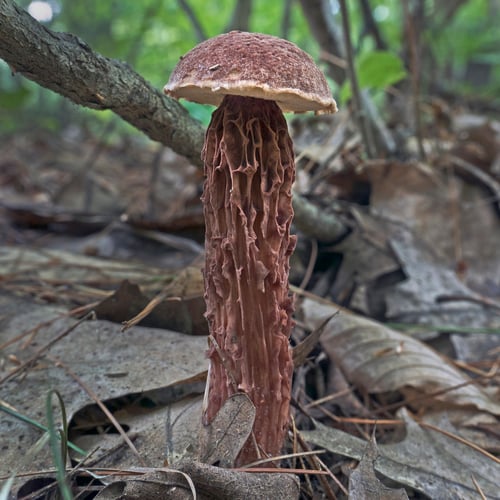 Boletellus russellii