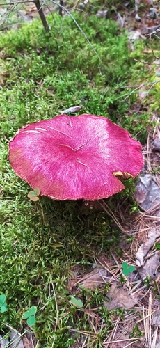 Boletinus asiaticus — photo