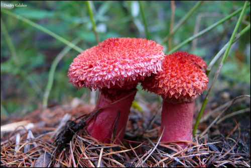 Boletinus asiaticus