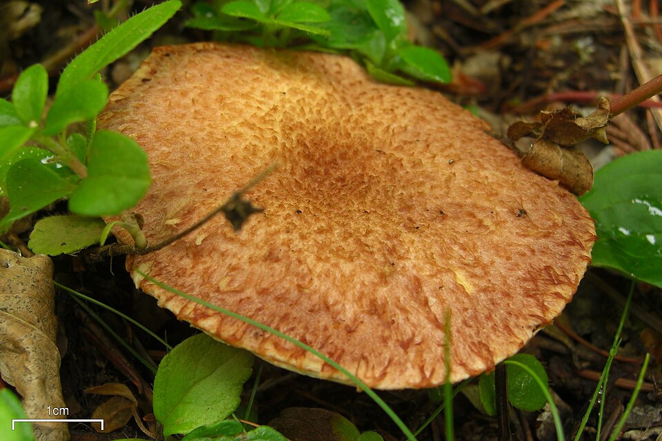 Boletinus lakei