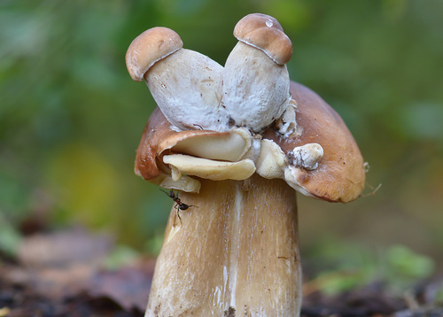 Boletus aestivalis (White-cap bolete) — photo