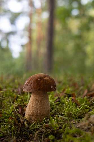 Boletus aestivalis (White-cap bolete) — photo