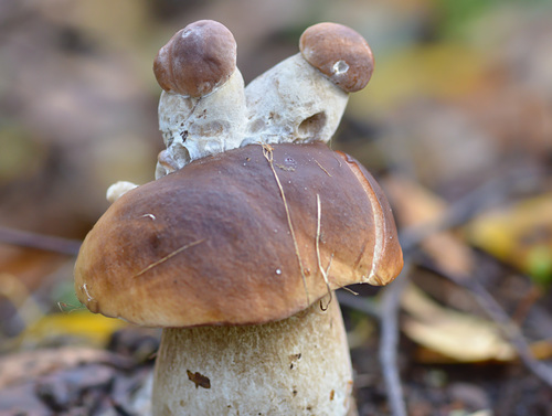 Boletus aestivalis