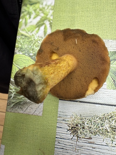 Boletus aureus (Moreccio) — photo