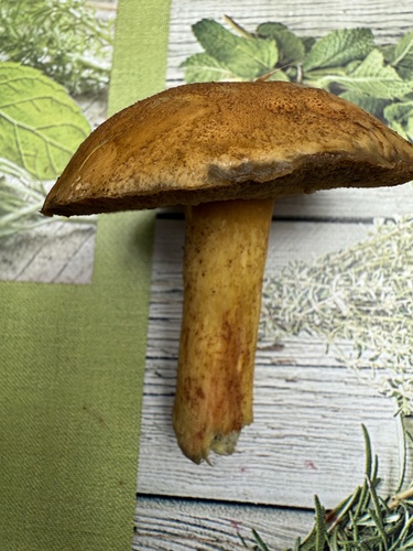 Boletus aureus