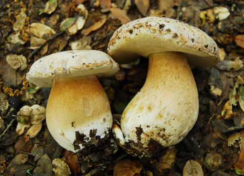 Boletus barrowsii — photo