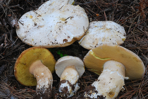 Boletus barrowsii — photo