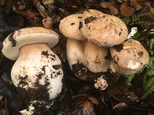 Boletus barrowsii