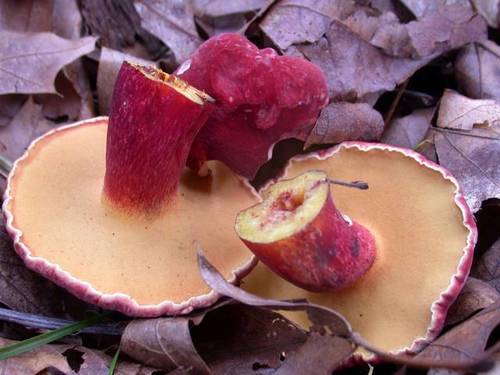 Boletus bicoloroides