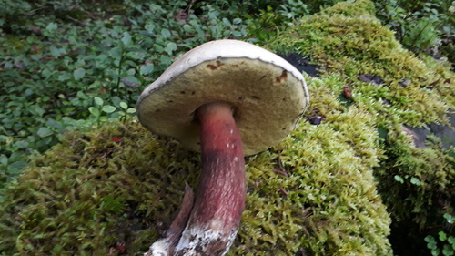Boletus calopus — photo