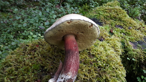 Boletus calopus — photo