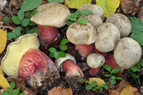 Boletus calopus