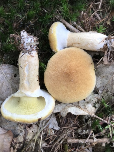 Boletus cavipes (Hollow-stemmed boletus) — photo