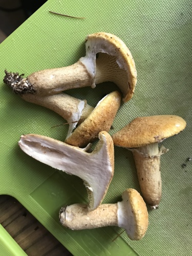 Boletus cavipes (Hollow-stemmed boletus) — photo