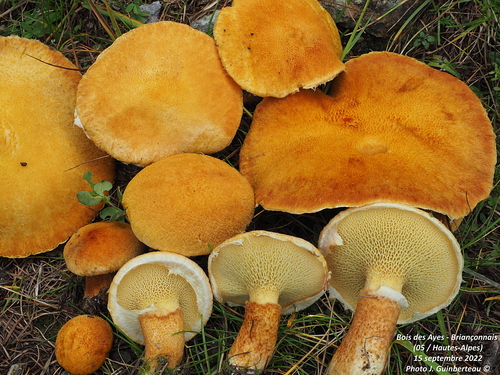 Boletus cavipes