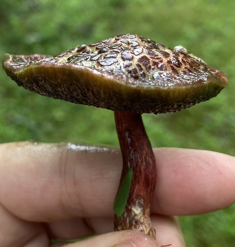 Boletus chrysenteron (Red cracking bolete) — photo
