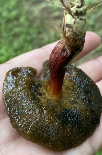 Boletus chrysenteron (Red cracking bolete) — photo
