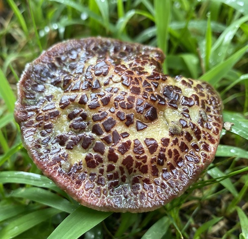 Boletus chrysenteron