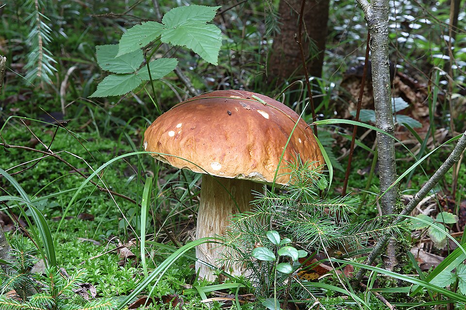 Boletus clavipes — photo