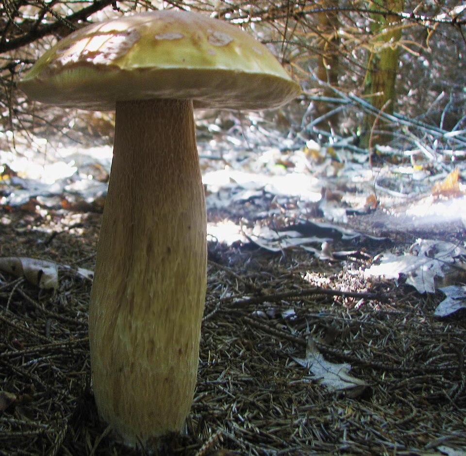 Boletus clavipes
