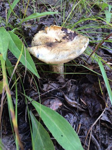 Boletus cyanescens (mushroom) — photo