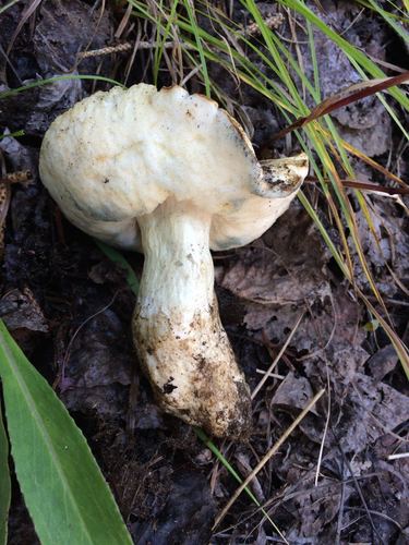 Boletus cyanescens (mushroom) — photo