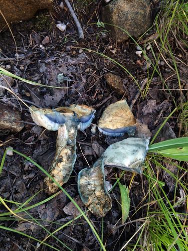 Boletus cyanescens