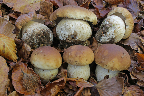 Boletus edulis (Sponge Fungus) — photo