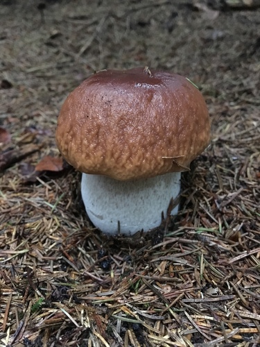 Boletus edulis (Sponge Fungus) — photo