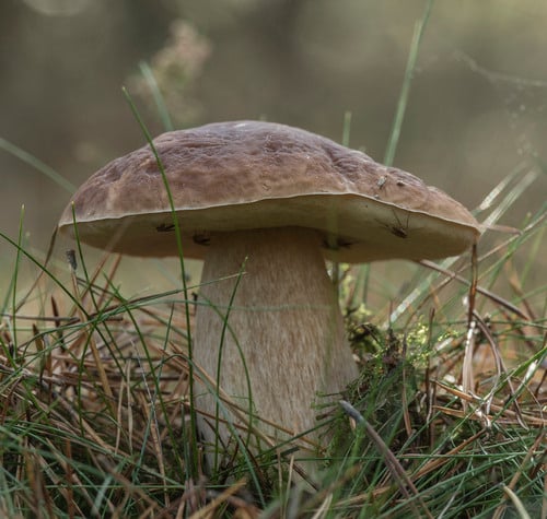Boletaceae