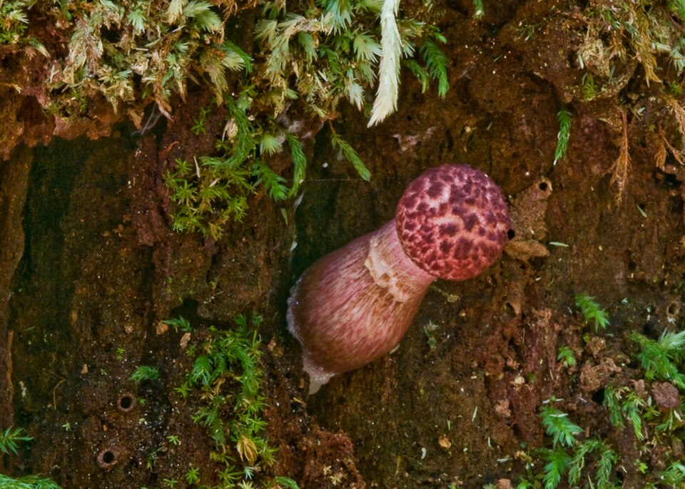 Boletus emodensis