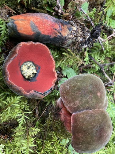 Boletus erythropus var. novoguineensis — photo