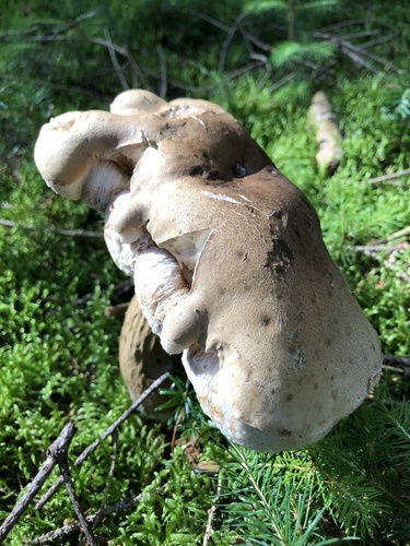 Boletus felleus — photo