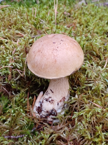 Boletus felleus — photo