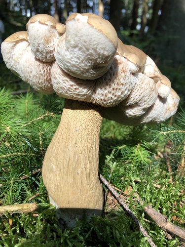 Boletus felleus