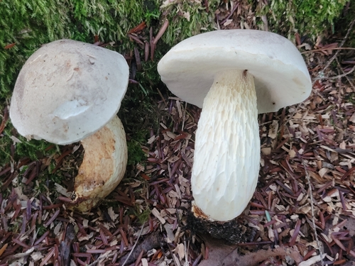 Boletus griseus — photo