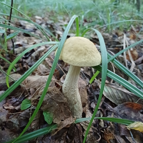 Boletus griseus
