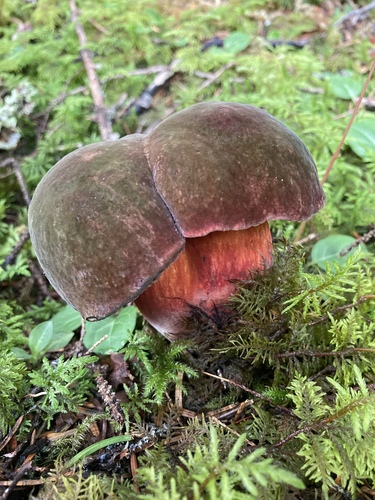 Boletus luridiformis — photo