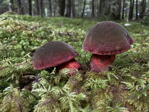 Boletus luridiformis