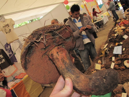 Boletus michoacanus — photo