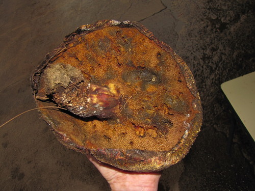 Boletus michoacanus