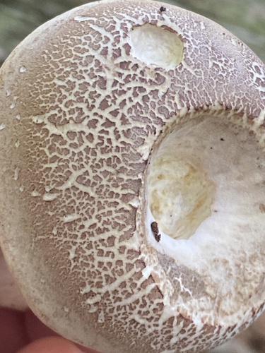 Boletus pallidus — photo
