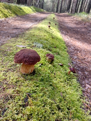 Boletus pinicola (Cep) — photo